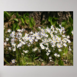 Poster Bluets Tiny Blue Flowers peinture à l'huile photo