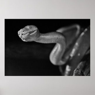 Poster Boa d'arbre noir et blanc