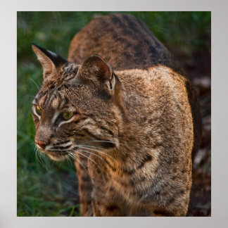 Poster BobCat