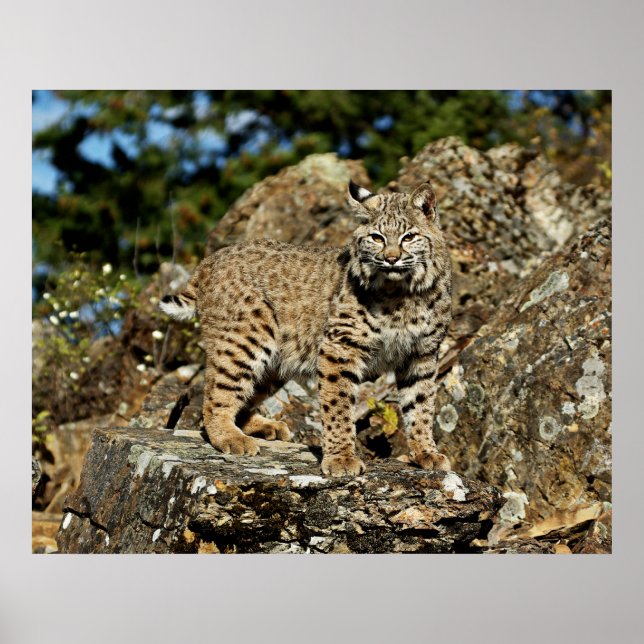 Poster Bobcat dans les rochers (Devant)