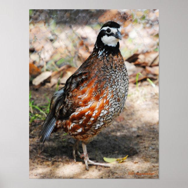 Poster Bobwhite (Devant)