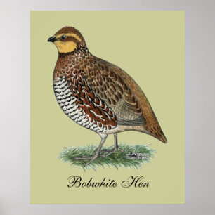 Poster Bobwhite Quail Hen