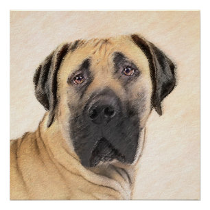 Poster Boerboel Peinture - Cute Original Chien Art