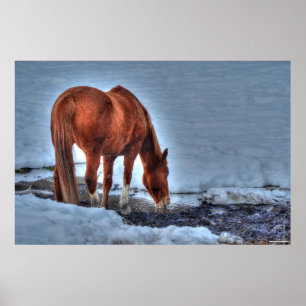 Poster Boire Red Dun Ranch Horse Equine Photo