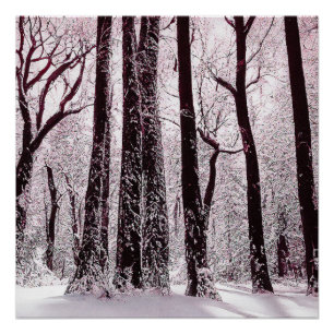 POSTER BOIS FORESTIER NEIGE HIVER SCÉNARIO