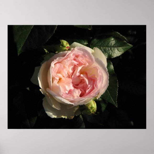 Poster Bolero Hybrid Tea Rose 011 (Devant)