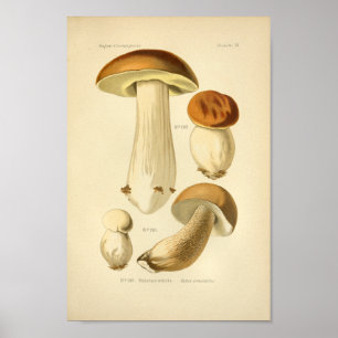 Poster Boletus Brown Champignons Art Imprimer Français