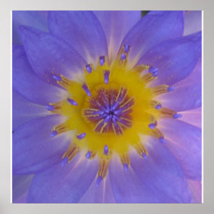 Poster Bonheur nénuphar
