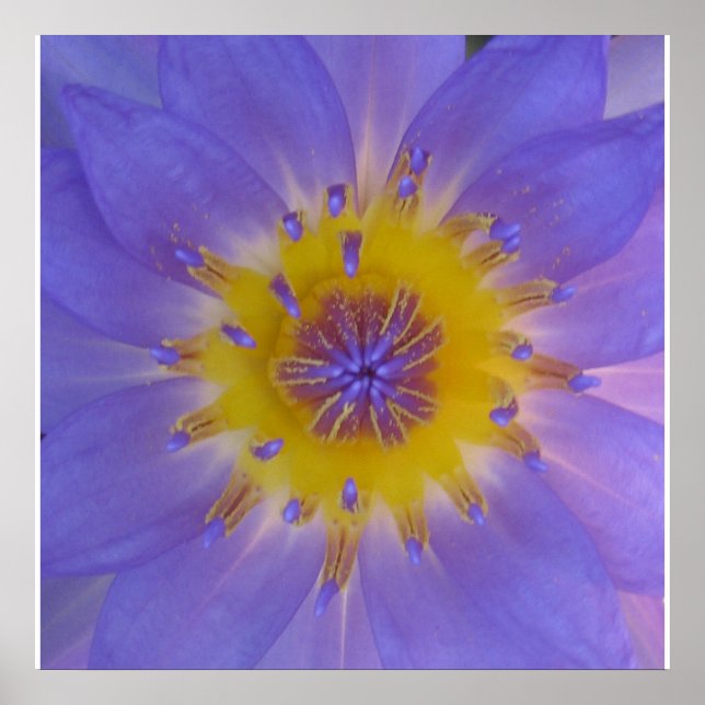 Poster Bonheur nénuphar (Devant)