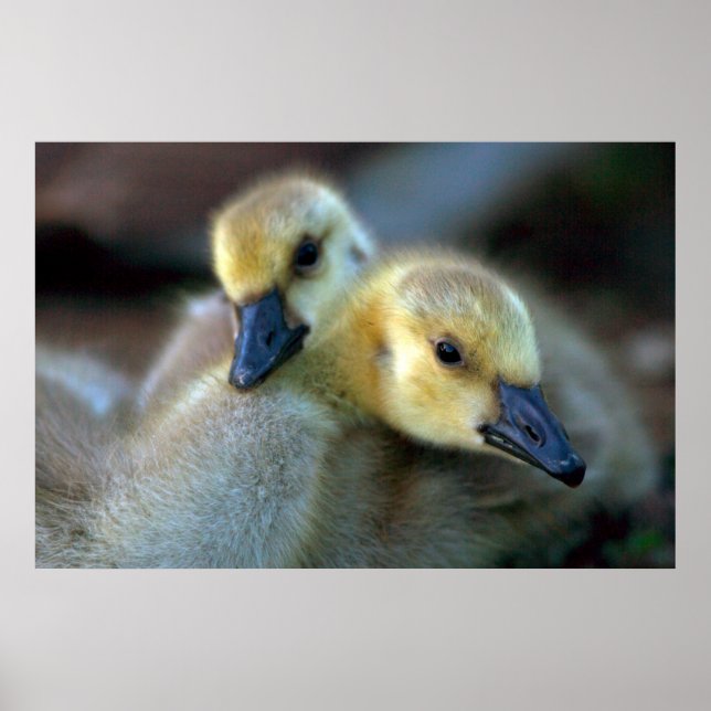 Poster Bord de lac (Devant)