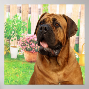 Poster Bordeaux Mastiff