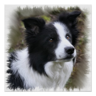 Poster Border collie art