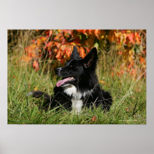Poster Border Collie Panting Laying Down