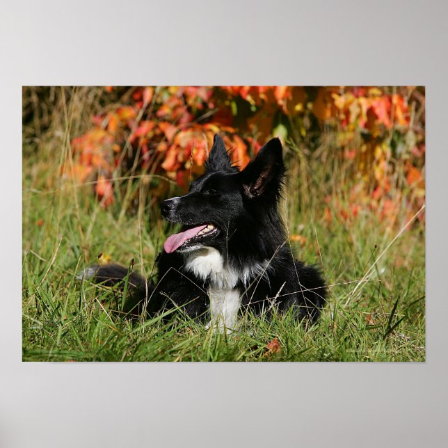 Poster Border Collie Panting Laying Down (Devant)