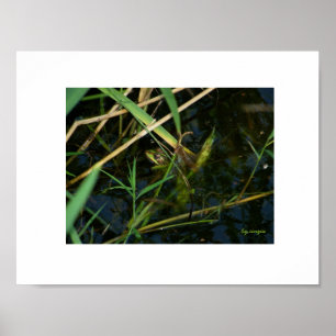 Poster (bordure blanche) : Grenouille mimétique