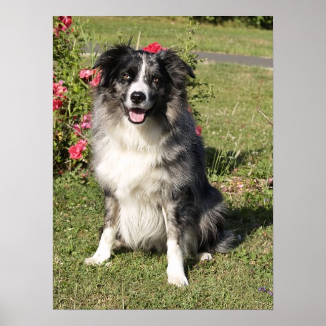 Poster Bordure Collie (Devant)