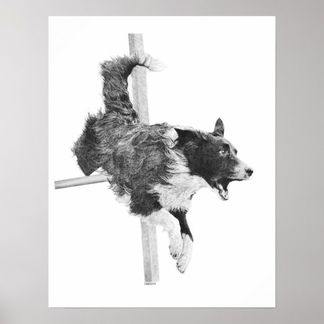 Poster Bordure Collie Agility Chien Canine Art Chien Dess (Devant)