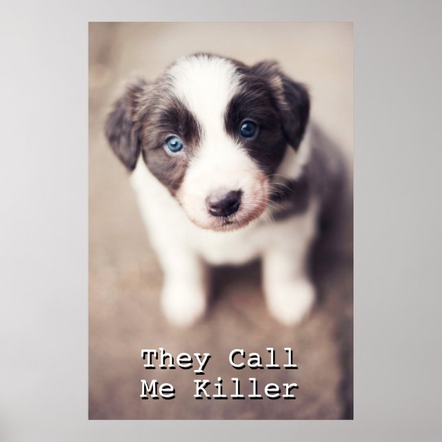 Poster Bordure Collie Chiot Avec Les Yeux Bleus (Devant)