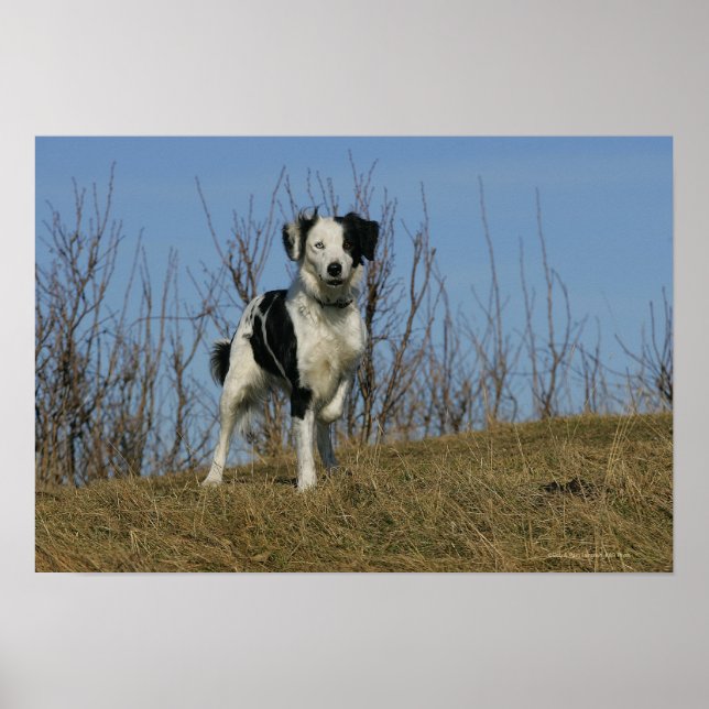 Poster Bordure Collie Leg (Devant)