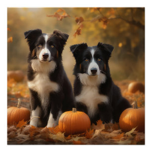 Poster Bordure Collie Puppy Automne Citrouille de plaisir