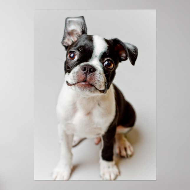 Poster Boston Terrier (Devant)