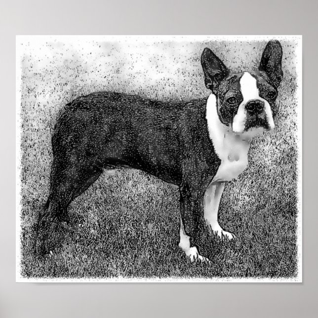 Poster Boston Terrier Imprimer (Devant)