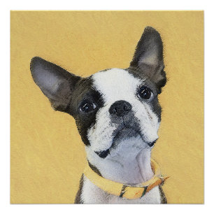 Poster Boston Terrier Peinture - Cute Original Chien Art
