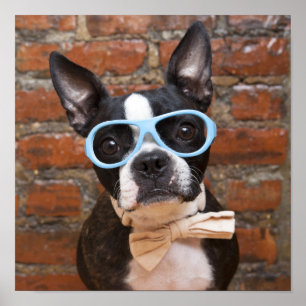 Poster Boston Terrier Portant Des Lunettes De Soleil Et U