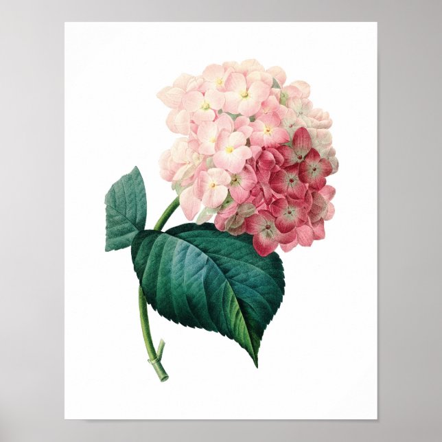 Poster Botanical print of HYDRANGEA original by Redoute (Devant)