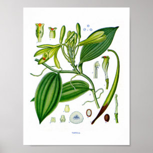 Poster Botanique à : Vanilla Plante
