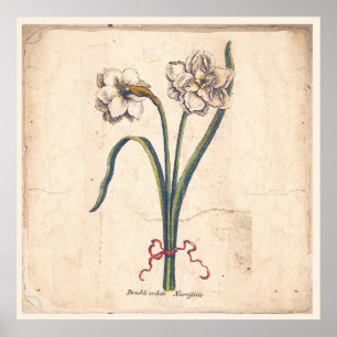 Poster Botanique Antique Imprimé Blanc Narcisse