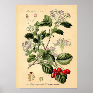 Poster Botanique - Hawthorn Crataegus oxyacantha monogyna