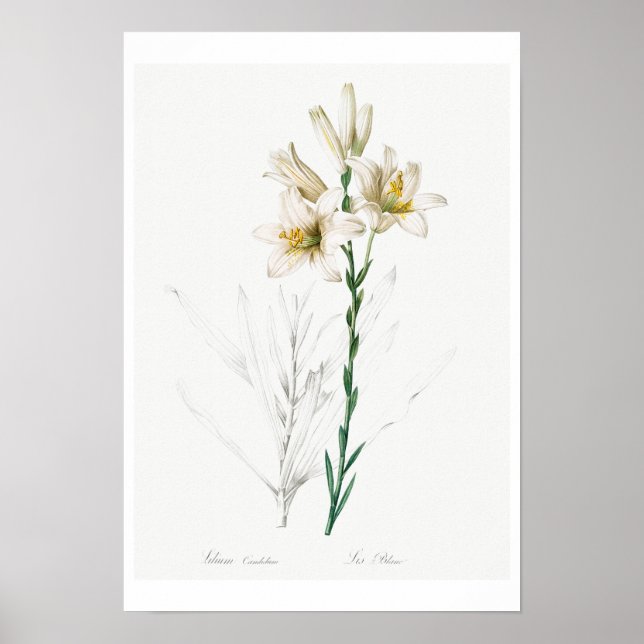 POSTER BOTANIQUE "MADONNA LILY" REDOUTÉ (Devant)