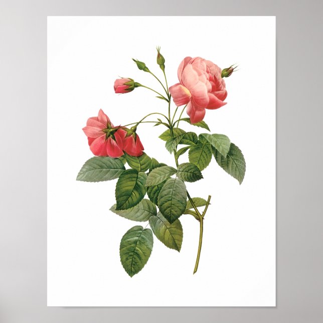 Poster Botanique Rosa Centifolia Redoute (Devant)