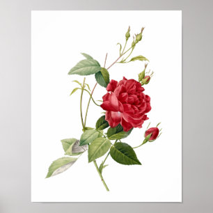 Poster Botanique Rosa indica Cruenta Redoute