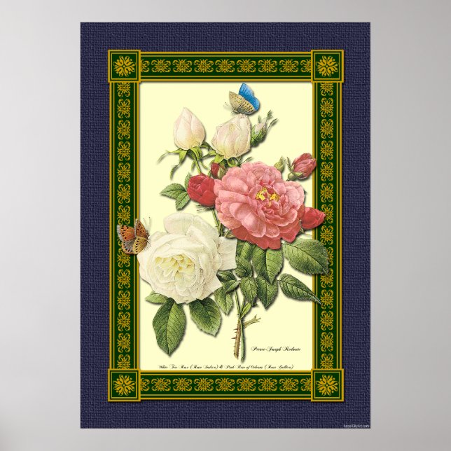 Poster botanique Rose rouge et blanc (Devant)