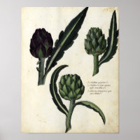 Poster botanique vintage - Artichoke