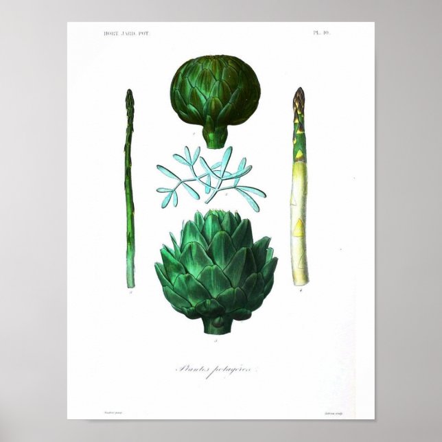 Poster botanique vintage - Artichoke (Devant)