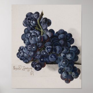 Poster botanique vintage Beau Raisins de concorde