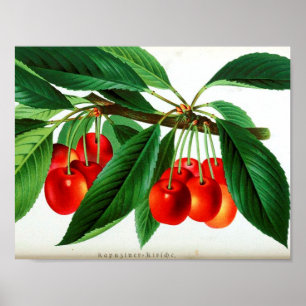 Poster botanique vintage - Cerises