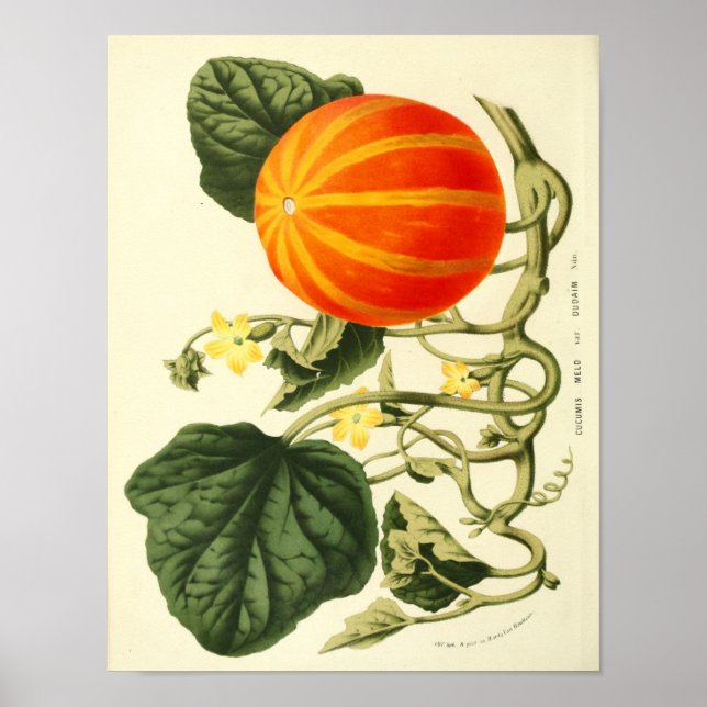 Poster botanique vintage - Citrouille (Devant)