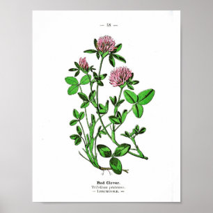 Poster botanique vintage - Clover rouge