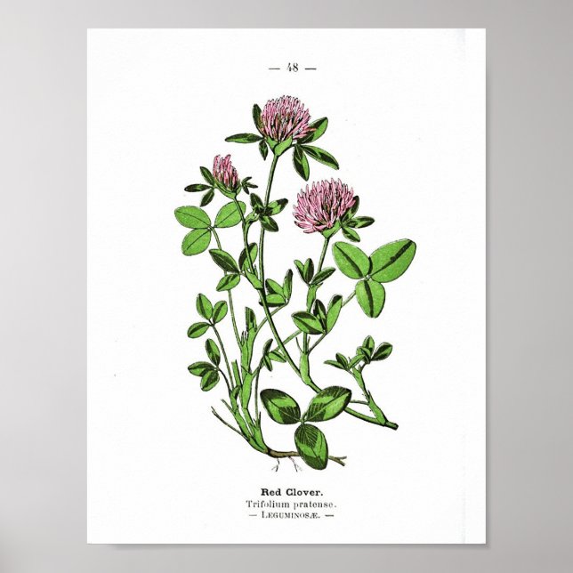 Poster botanique vintage - Clover rouge (Devant)