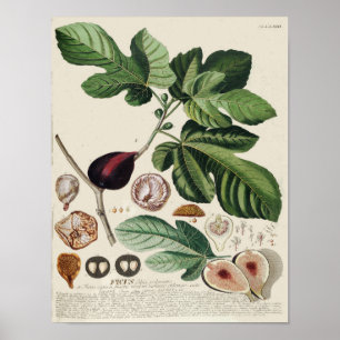 Poster botanique vintage - Fig