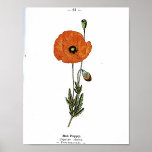 Poster botanique vintage - Fleur de pavot rouge