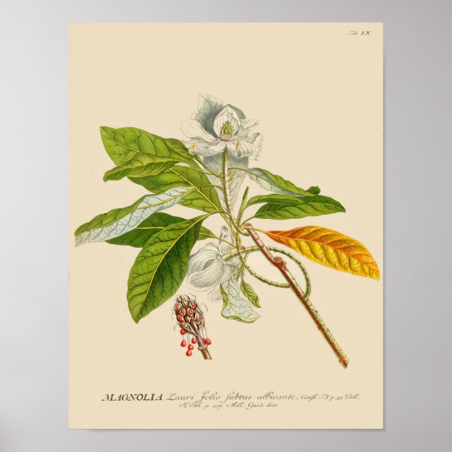 Poster botanique vintage - Fleur Magnolia (Devant)