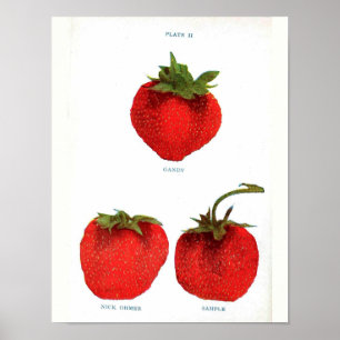 Poster botanique vintage - fraise