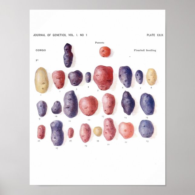 Poster botanique vintage - Génétique de la pomme d (Devant)