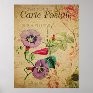 Poster botanique vintage - Gloire du matin