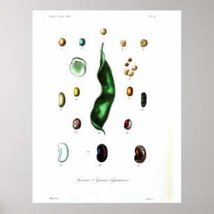 Poster botanique vintage - Haricots